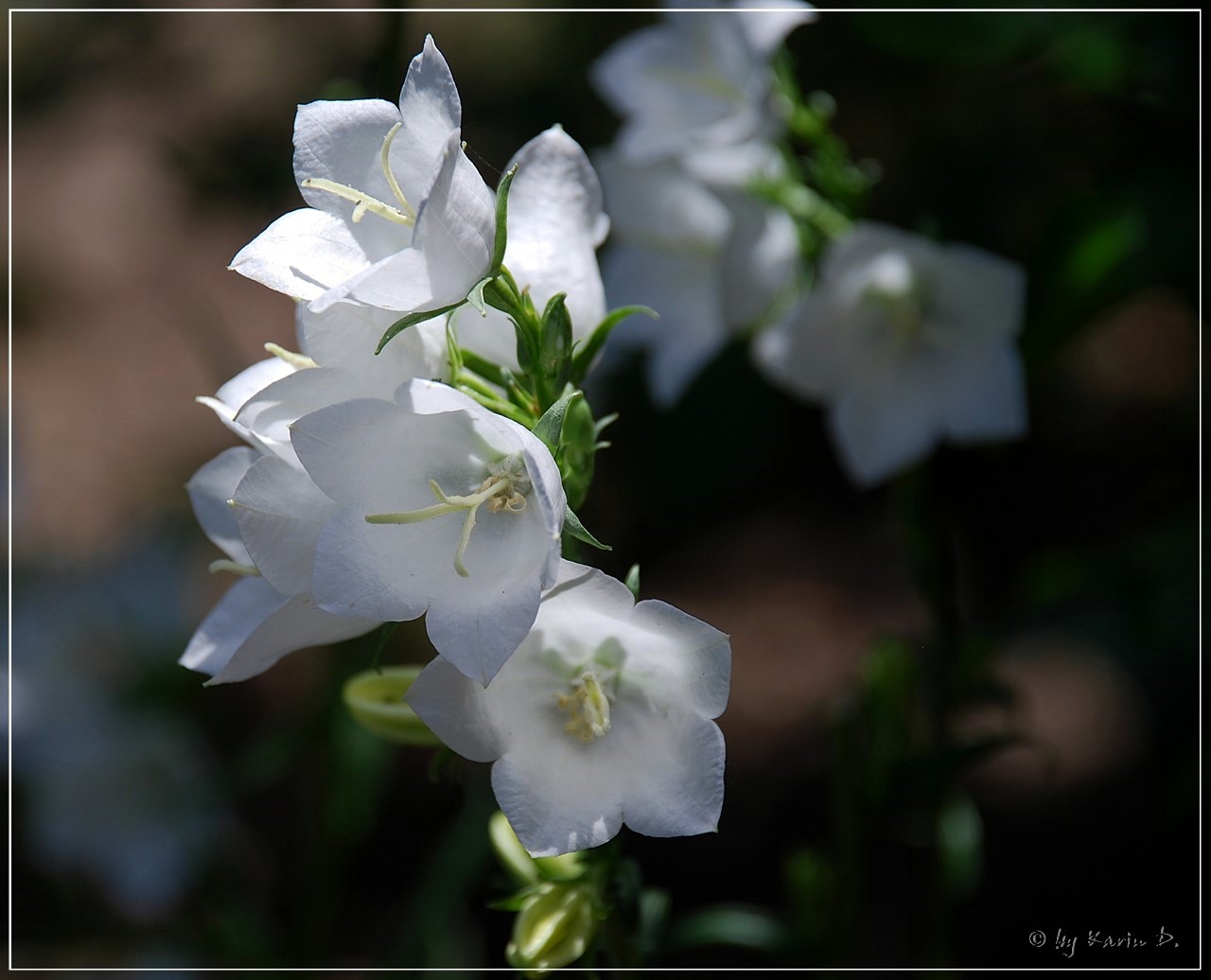 weiße Blüten