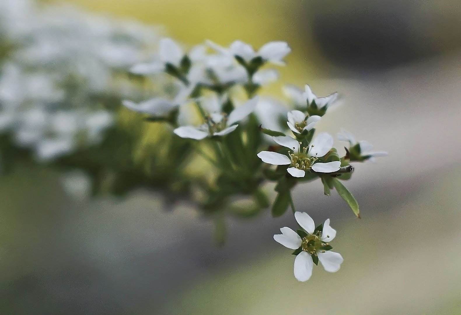 Weiße Blüten...