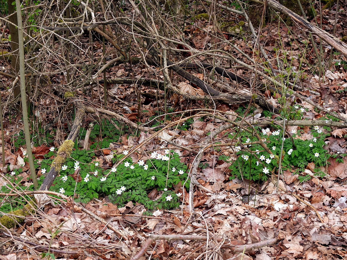 weiße Blüten