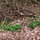 weiße Blüten