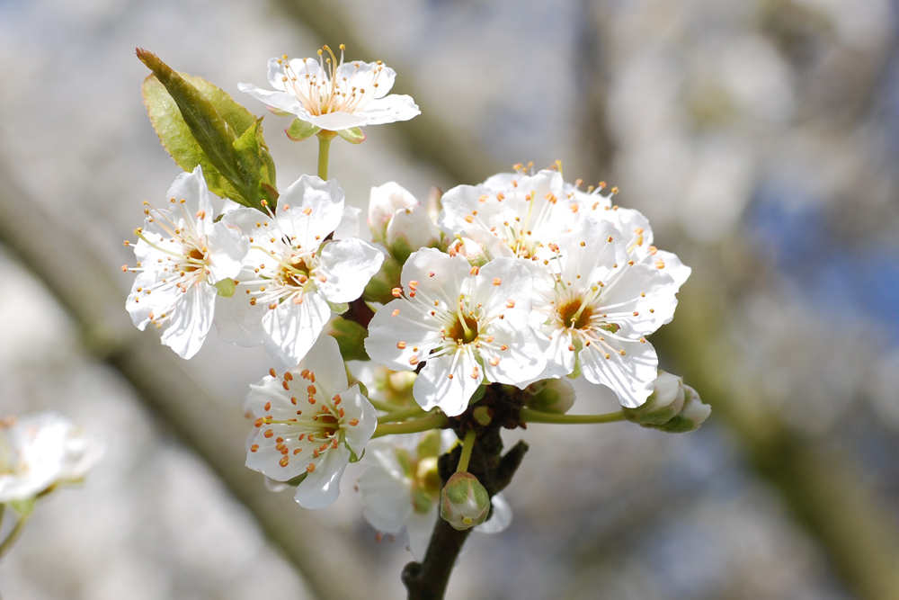 weisse Blüten 1