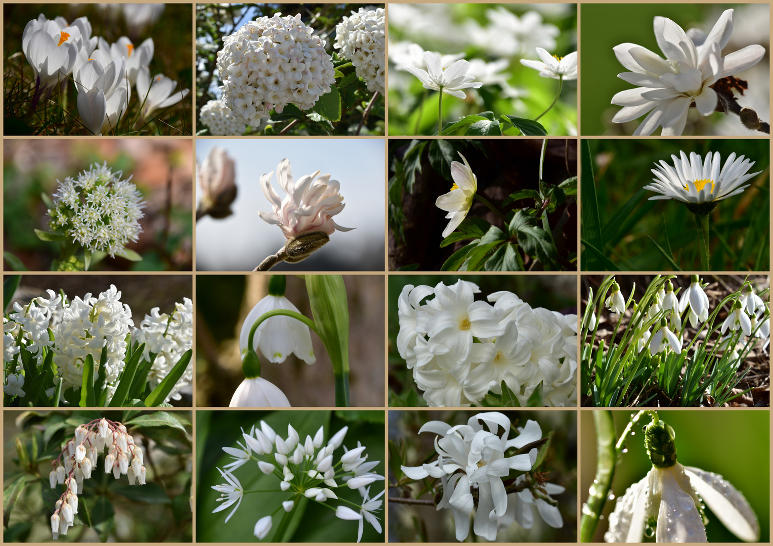 Weisse Blüten 