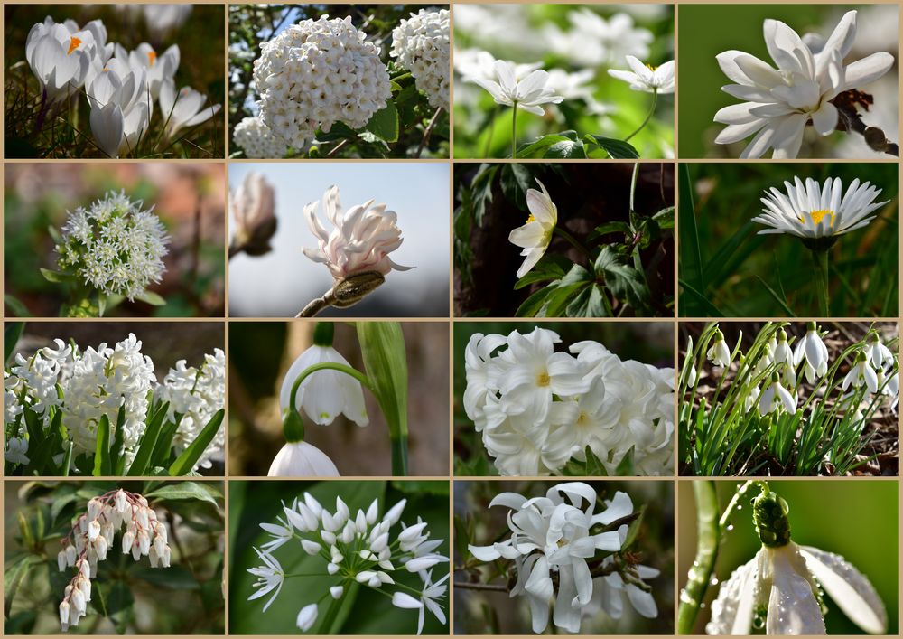 Weisse Blüten Foto & Bild jahreszeiten, frühling, krokusse Bilder auf