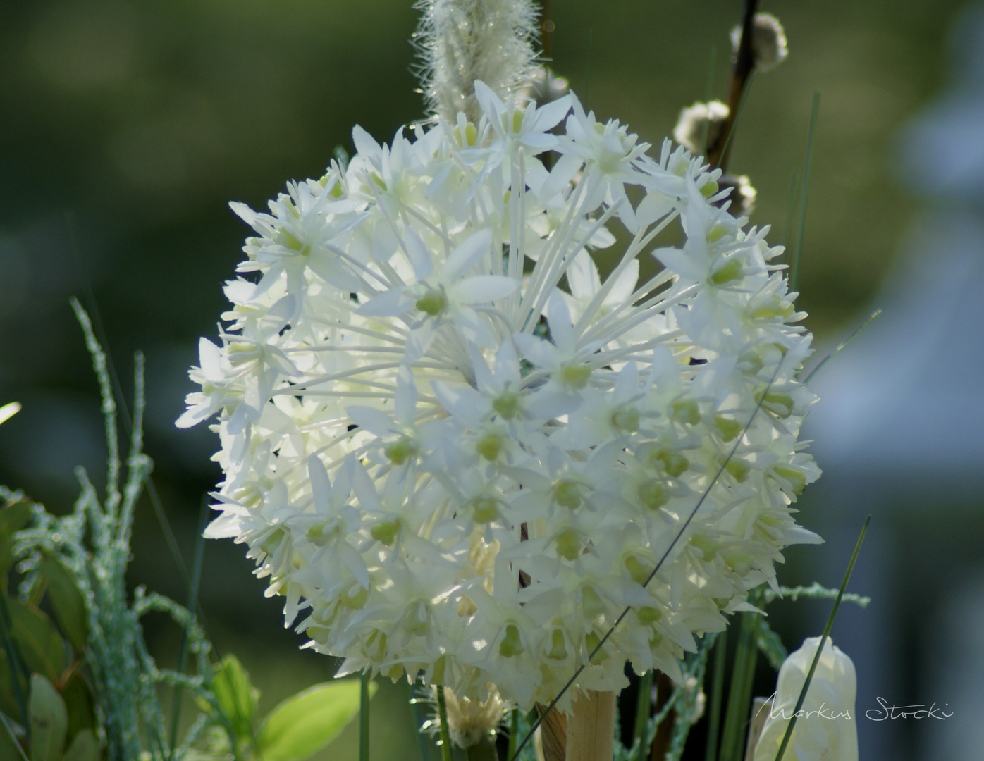 Weiße Blüten