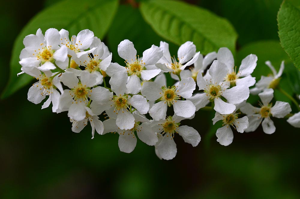 Weiße Blüten Foto & Bild pflanzen, pilze & flechten, bäume, laubbäume