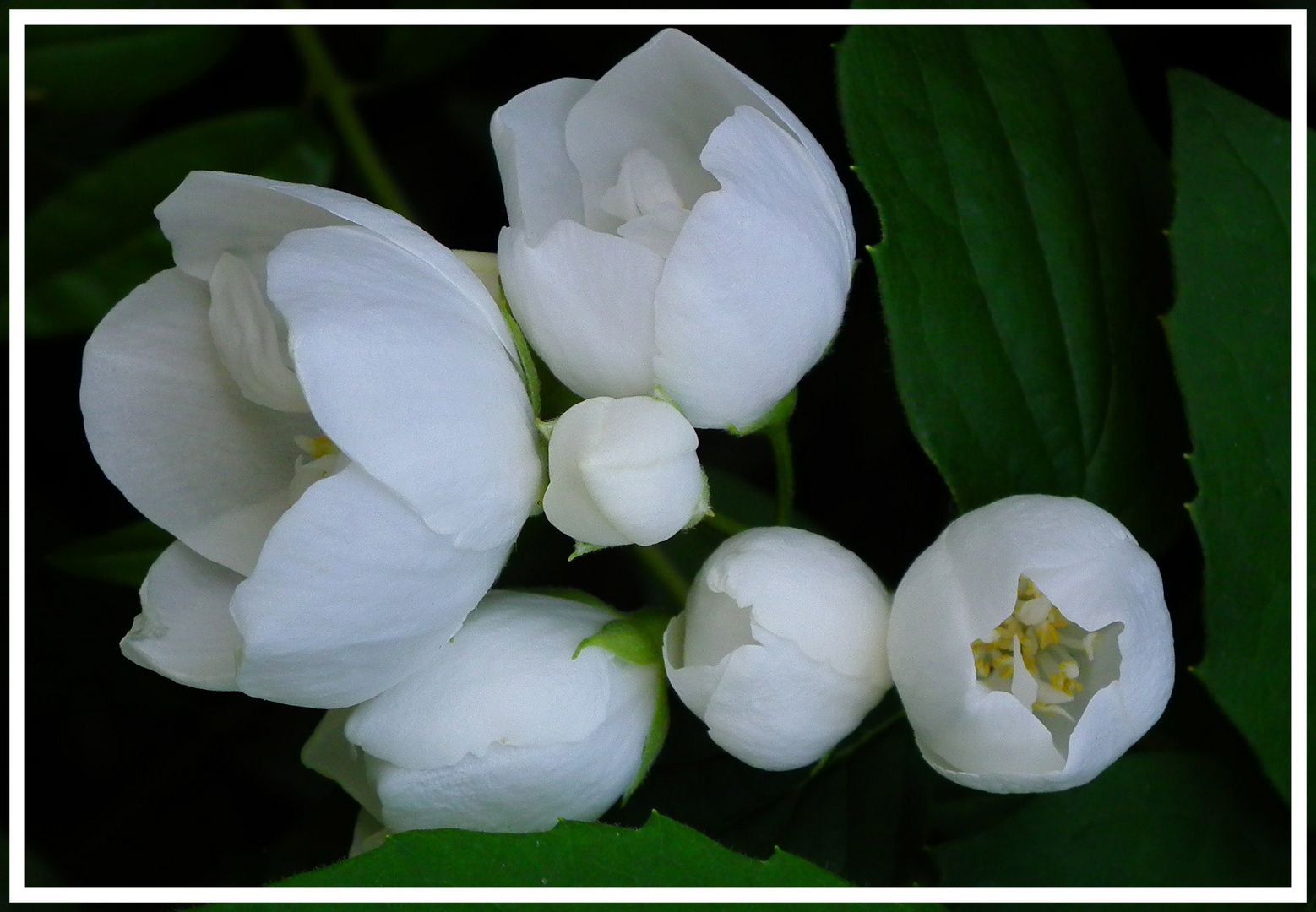 Weisse Blüten!!! Foto & Bild pflanzen, pilze & flechten, blüten