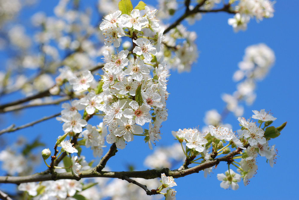 weisse Blüten 2