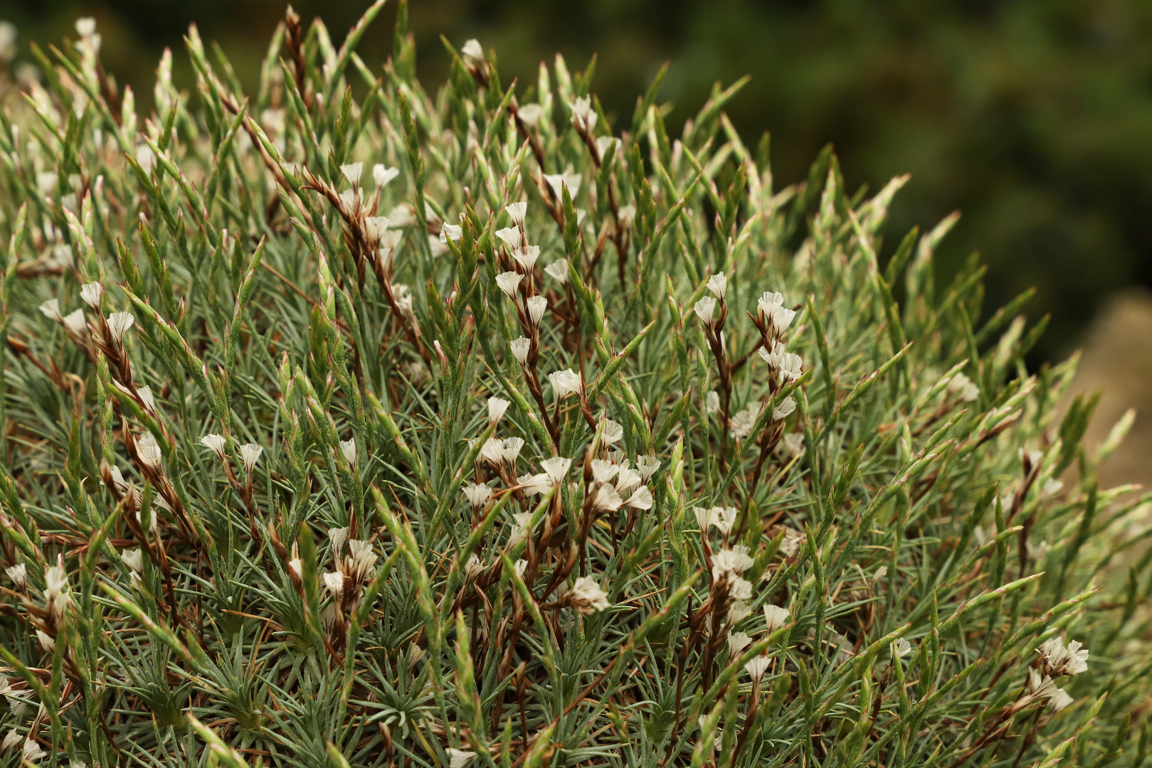 Weiße Blüten (2019_05_03_EOS 6D Mark II_2114_ji)