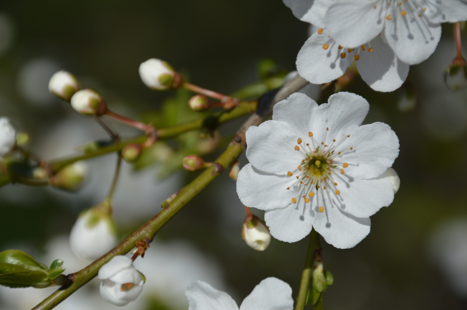 Weiße Blüten