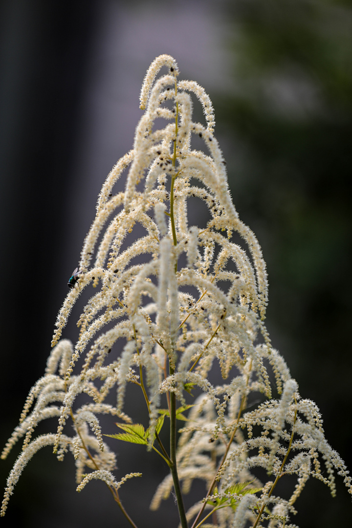 weiße Blüten