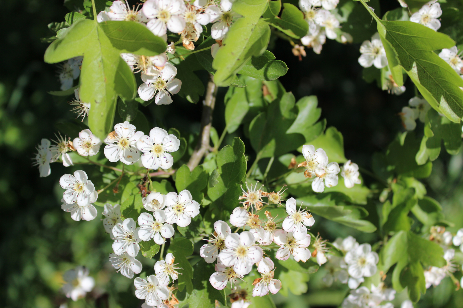 Weiße Blüten