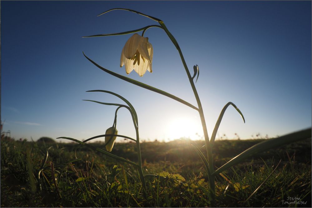 weiße Blüten