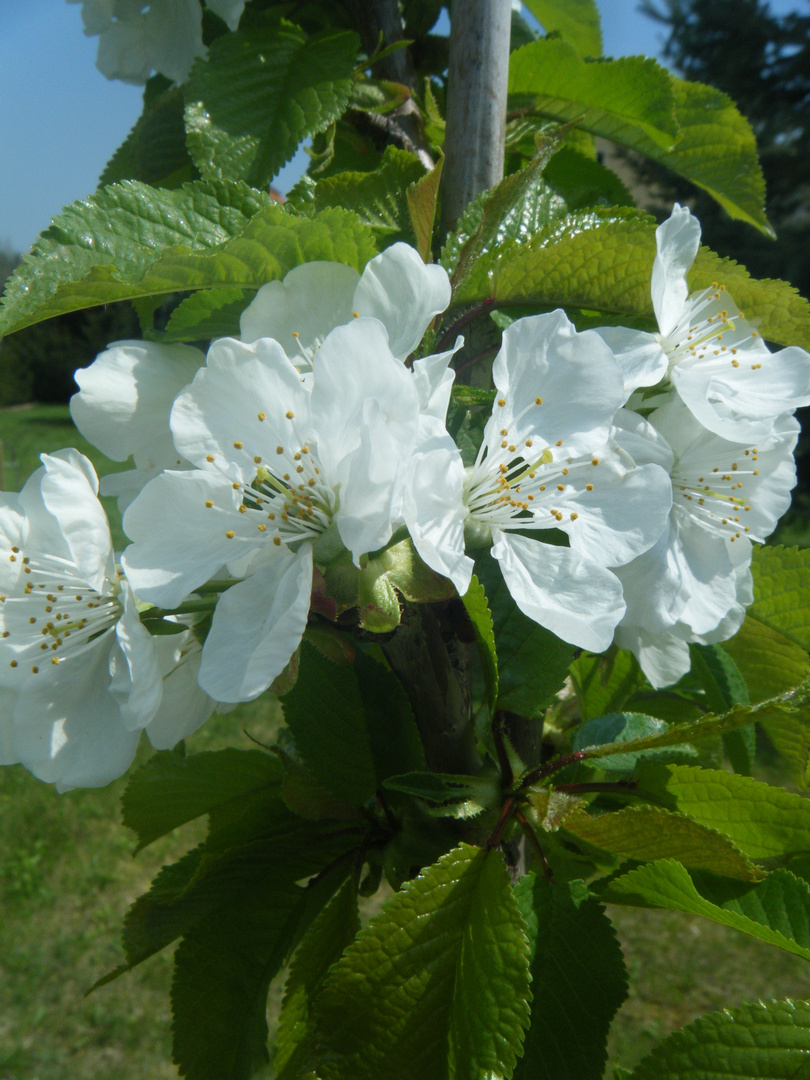 Weiße Blüten