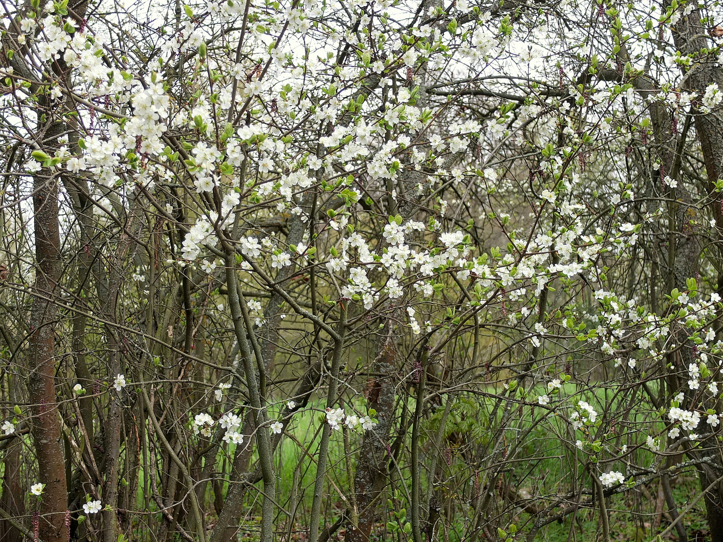 weiße Blüten