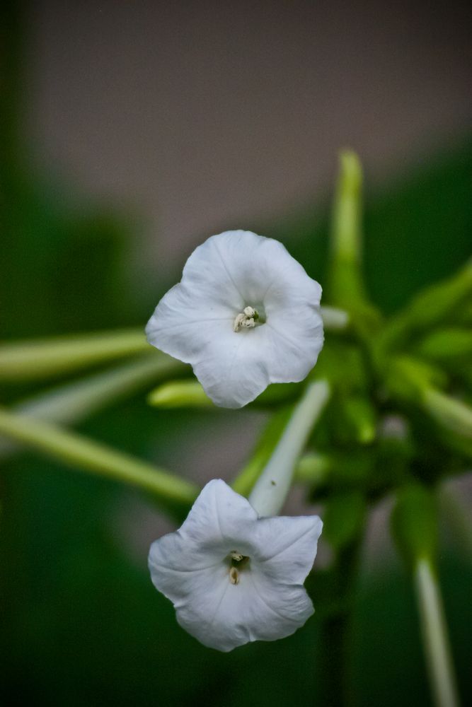 weiße Blüten