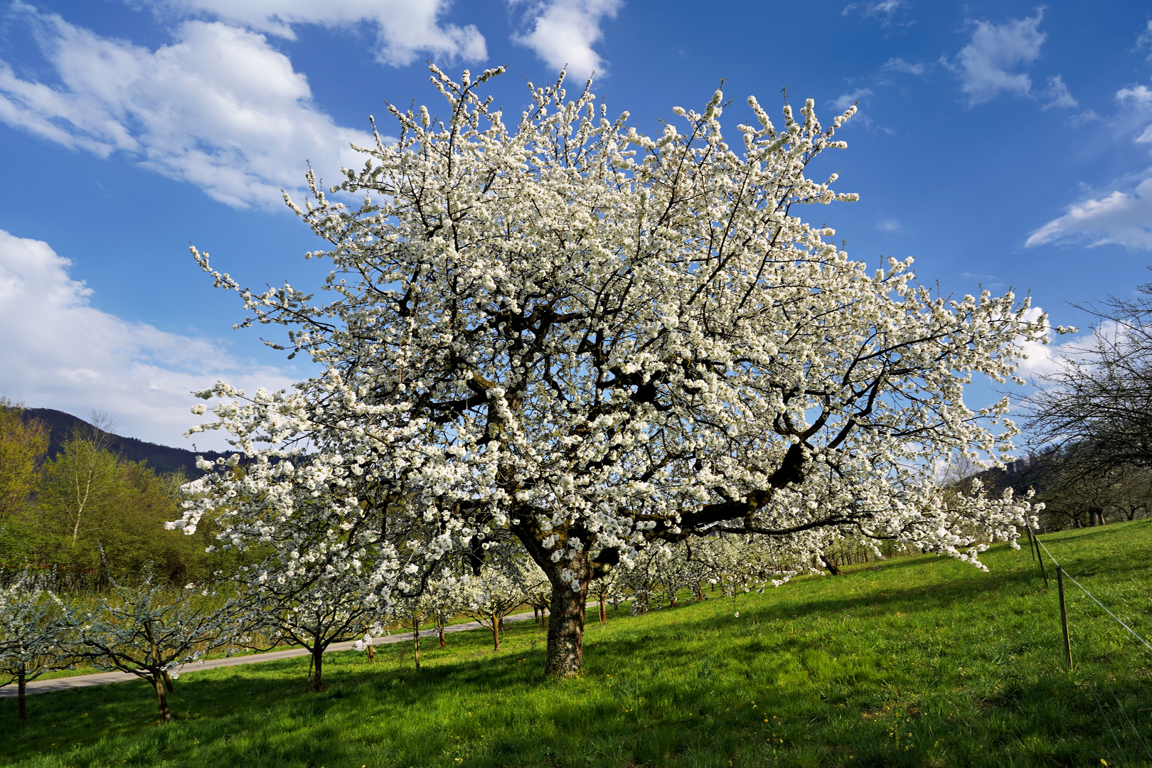 Weiße Blüten