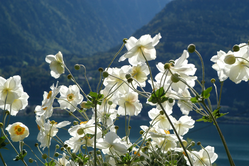 weiße Blüten