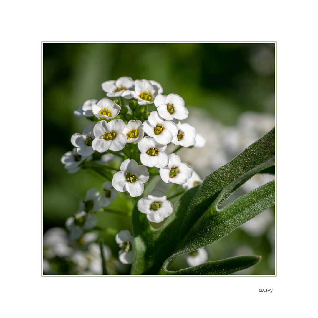 weiße Blüten....