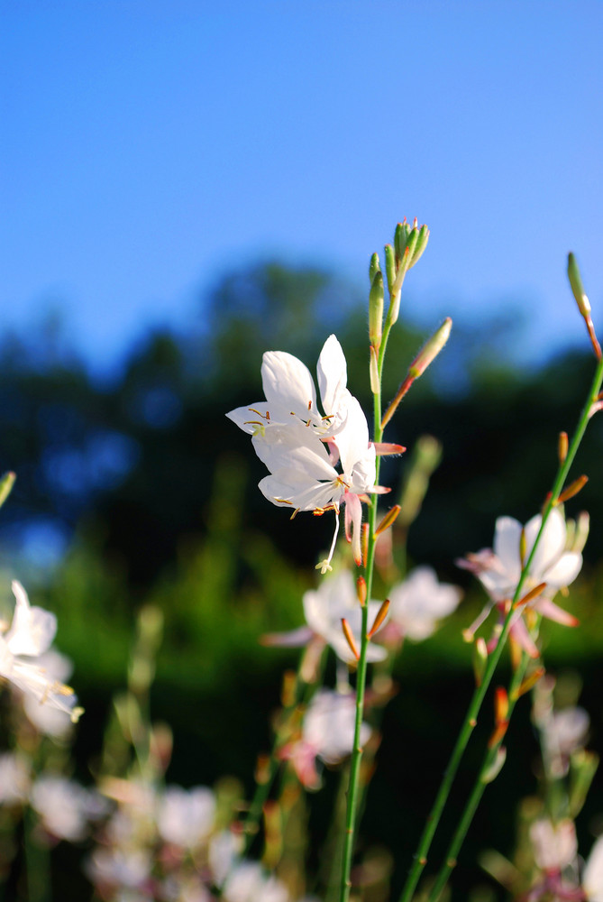 Weisse Blüten