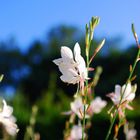 Weisse Blüten