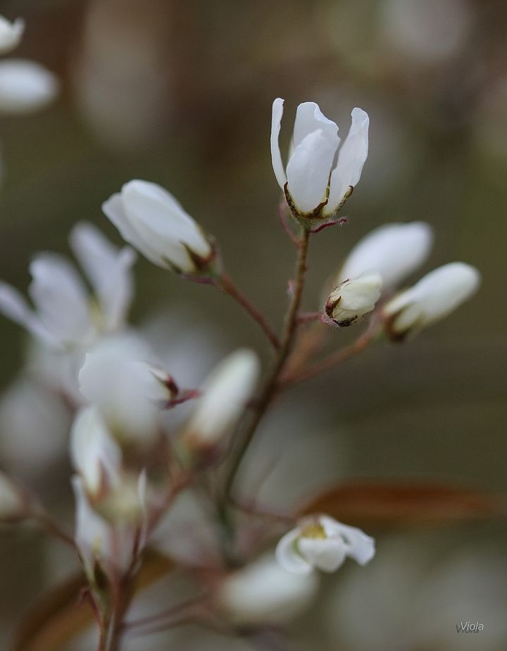 Weiße Blüten