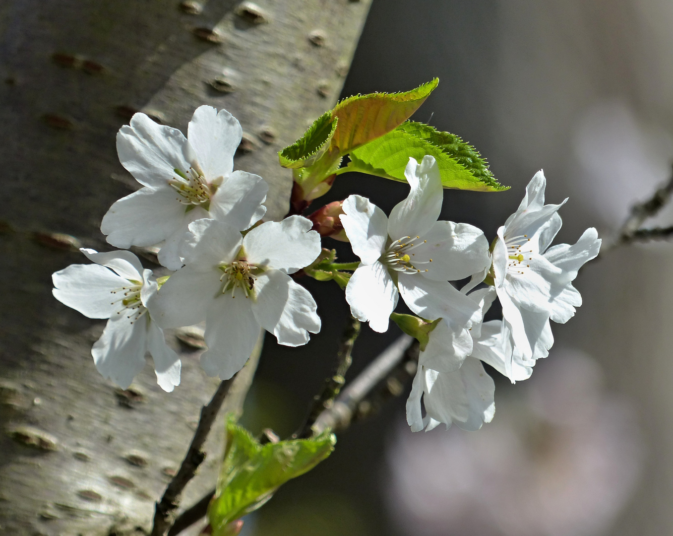 weiße Blüten