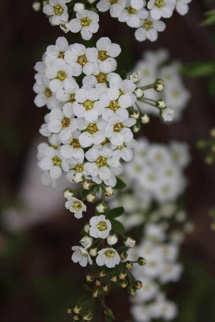 weiße blüten