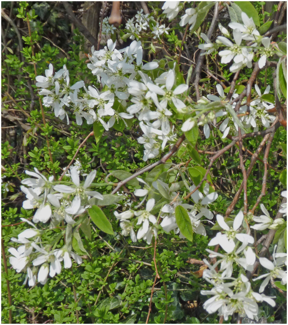 Weiße Blüten