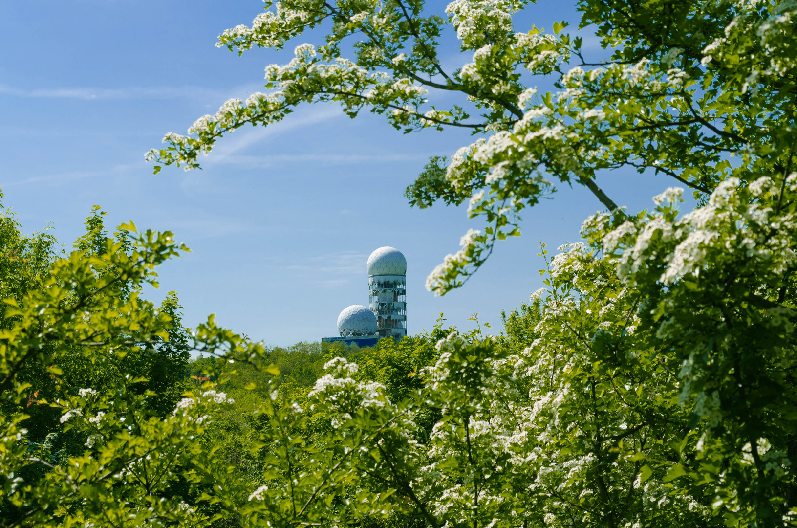 Weiße Blüten