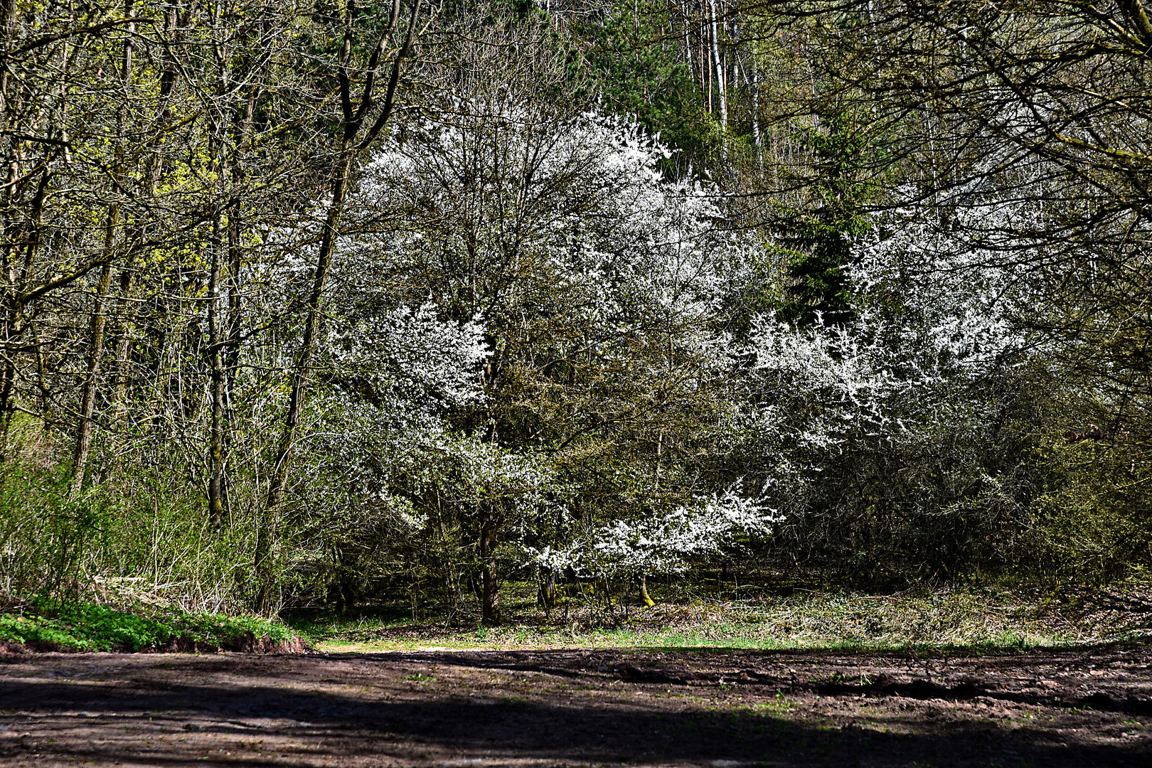 Weiße Blüten