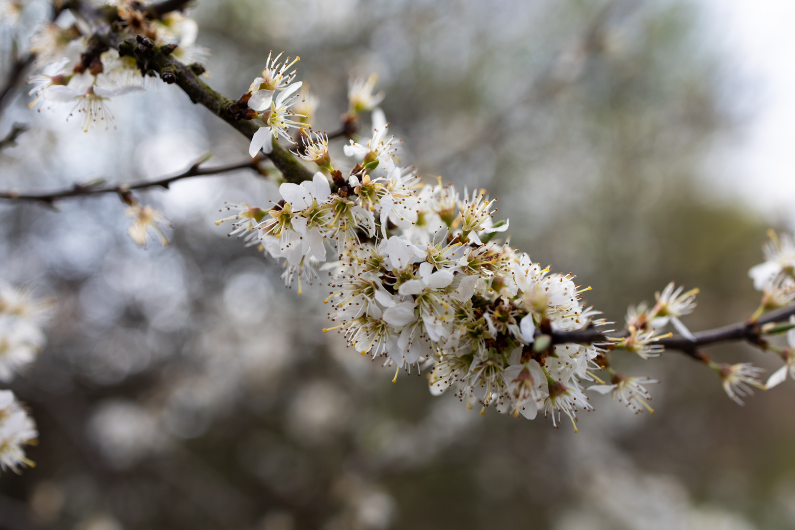 weiße Blüten