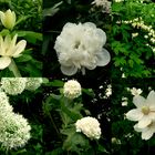 Weiße Blüten...