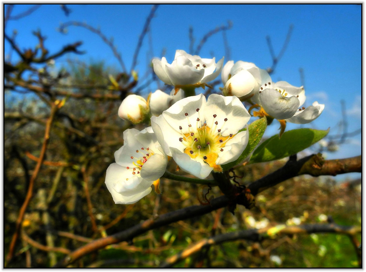 Weisse Blüten