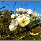 Weisse Blüten