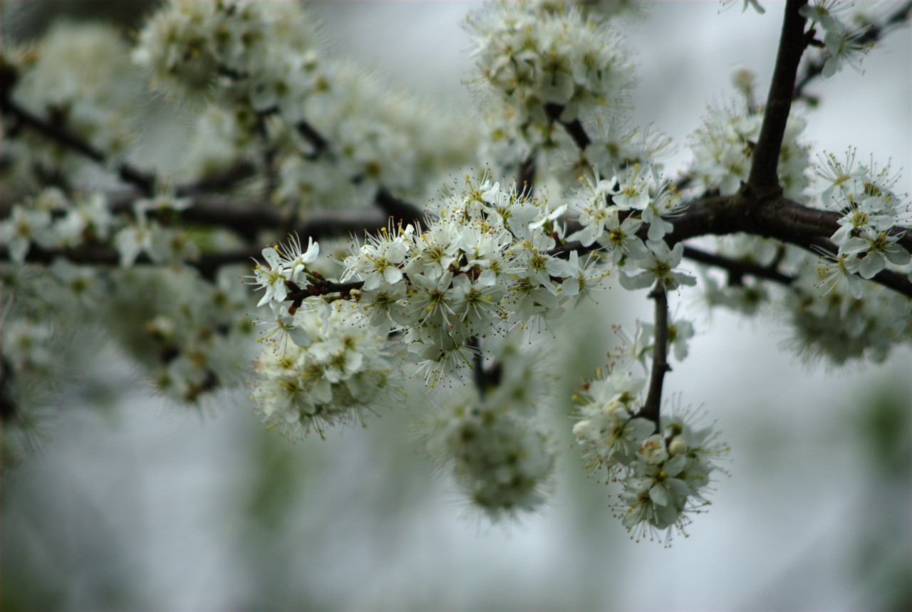 Weisse Blüten...