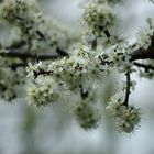 Weisse Blüten...