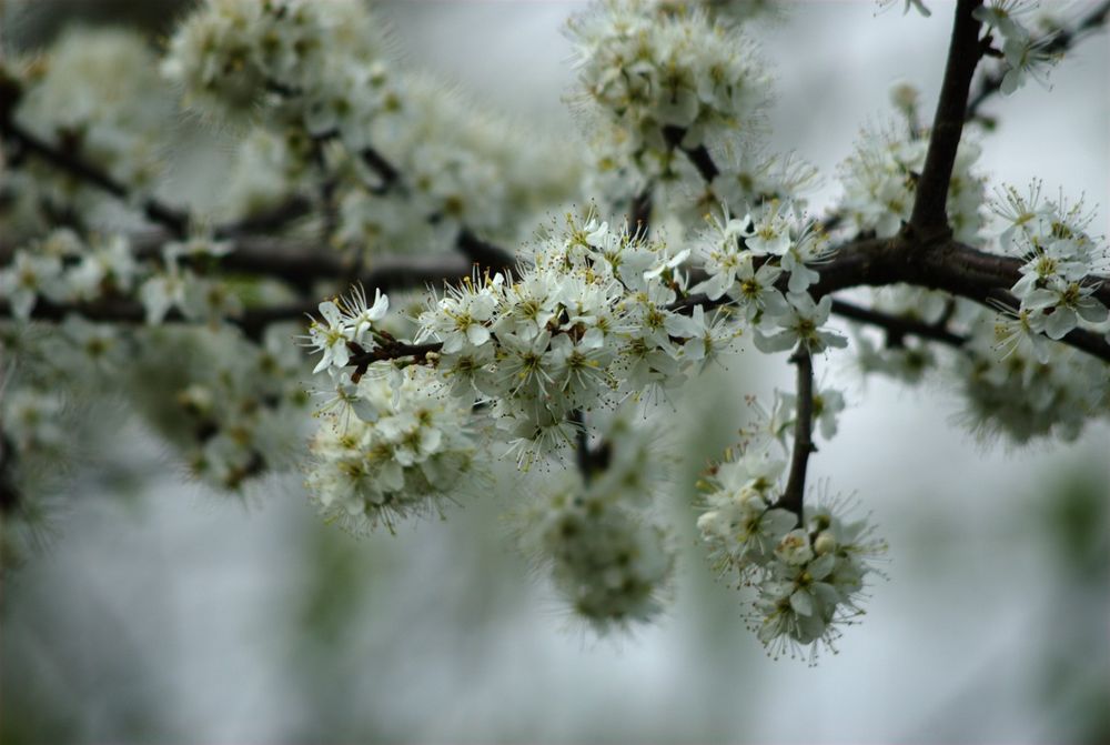 Weisse Blüten... von Christian Gedike 