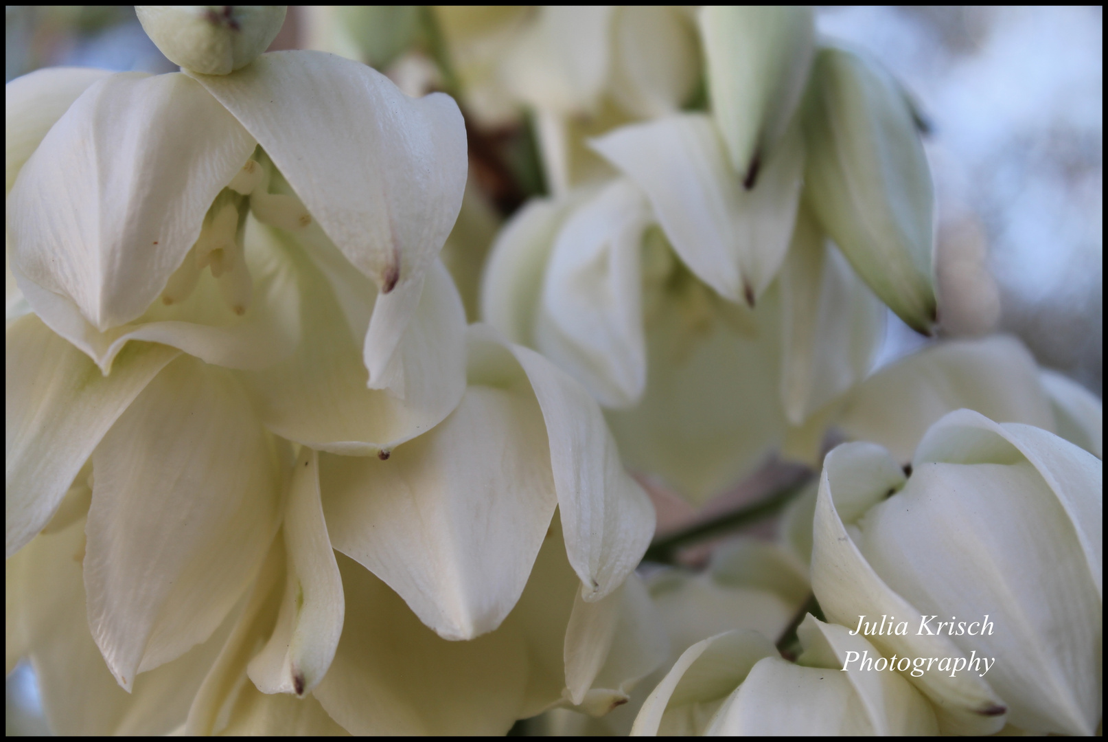 weiße Blüten