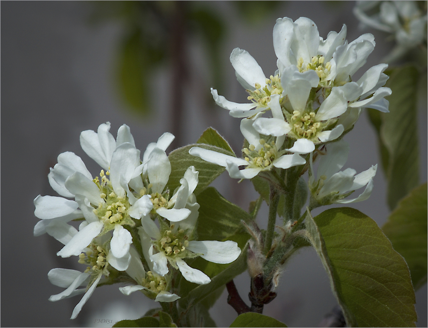 weiße Blüten