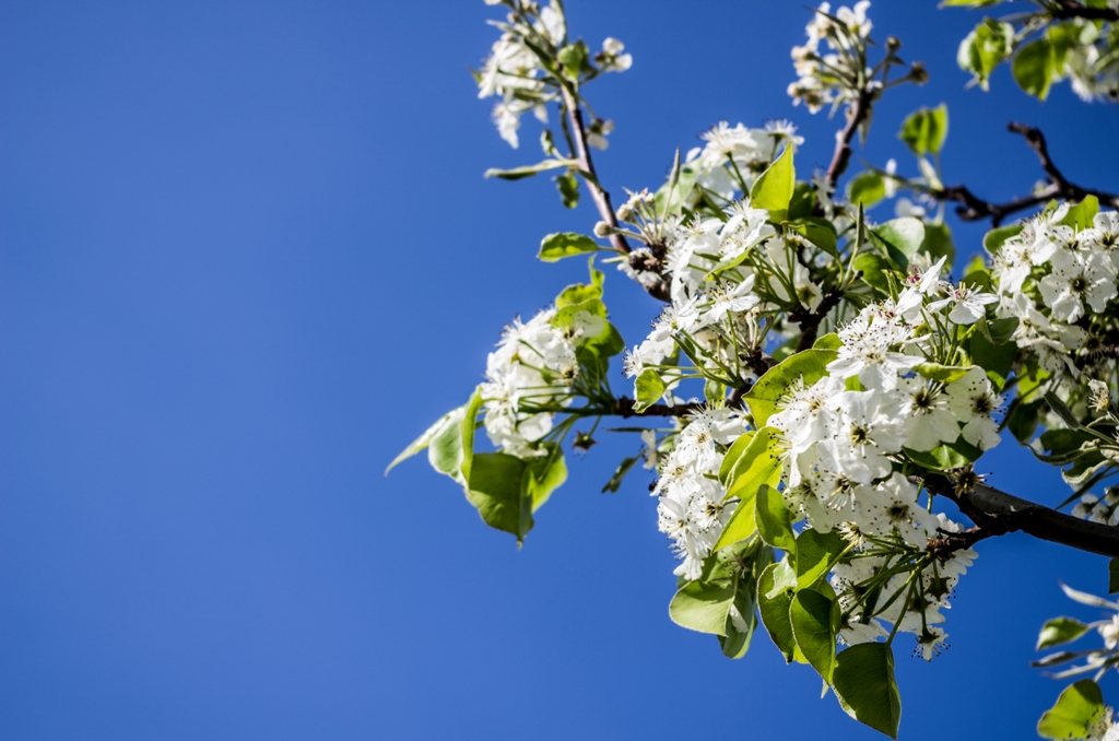 Weiße Blüten