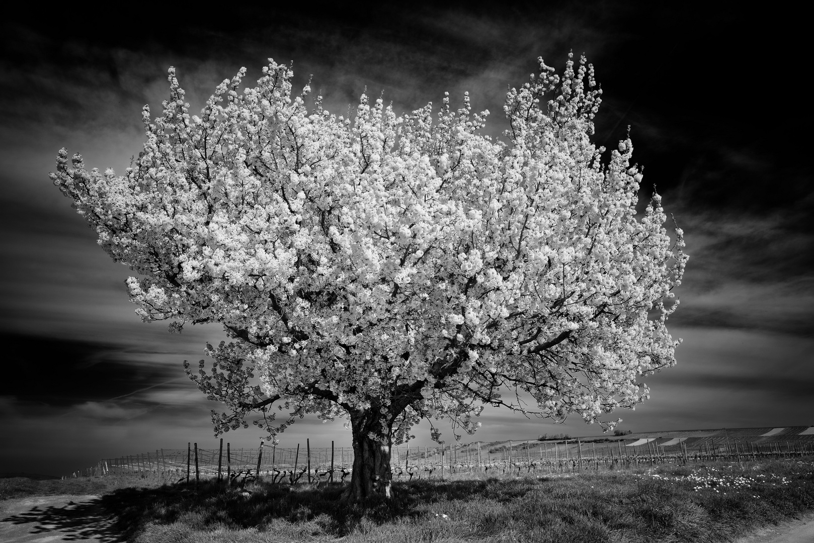 Weiße Blüten am dunklen Himmel