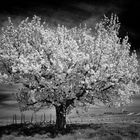 Weiße Blüten am dunklen Himmel