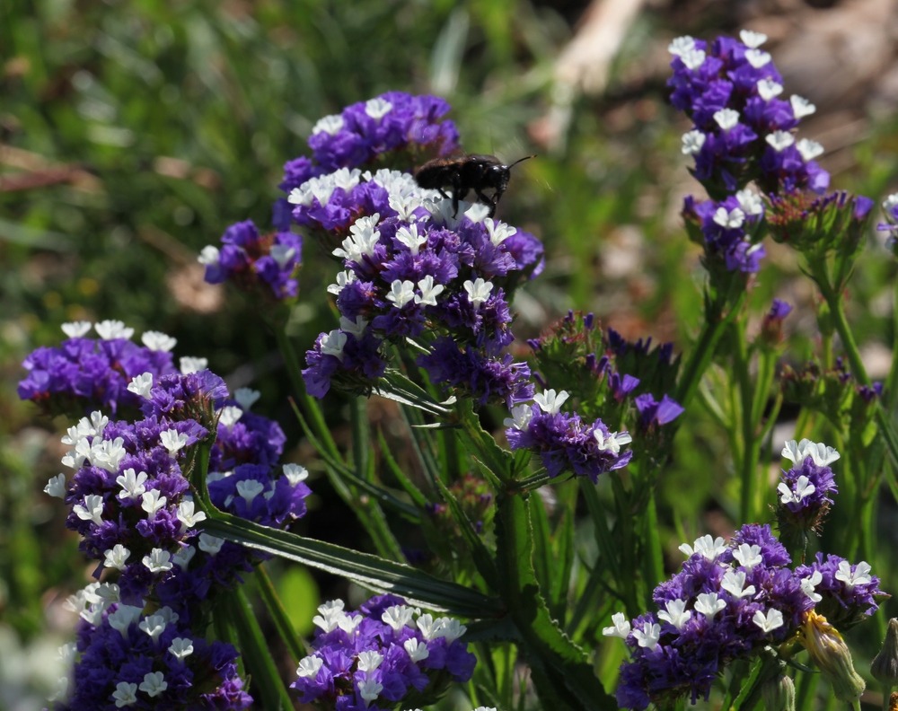 Weisse Blüten aus blauen Blumen (Strandflieder)