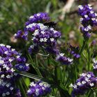 Weisse Blüten aus blauen Blumen (Strandflieder)