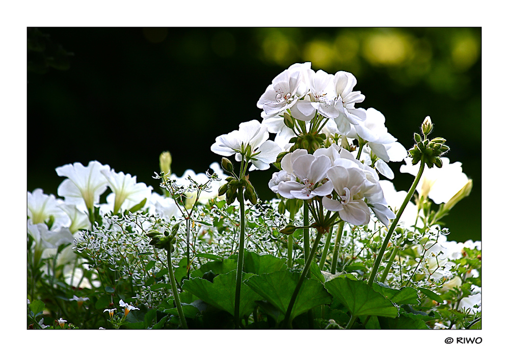 weiße Blüten aus unserem Garten... :-))