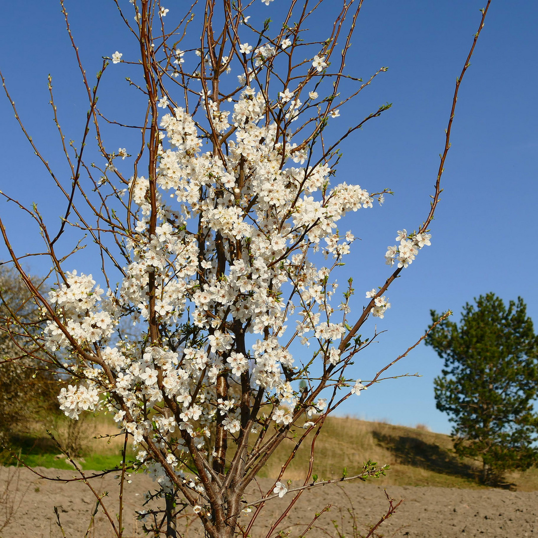 Weiße Blüten - blauer Himmel