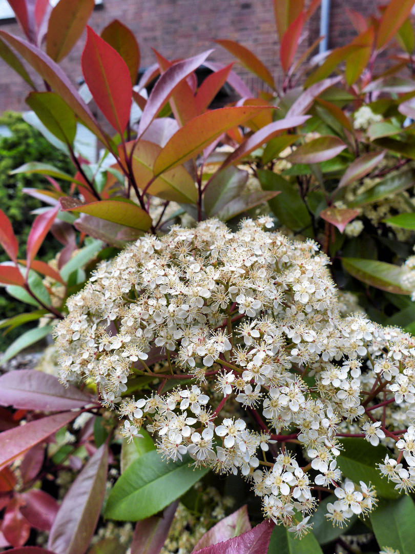 Weiße Blüten, bunte Blätter