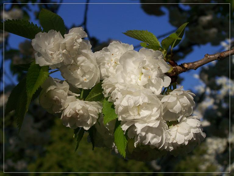 Weiße Blüten