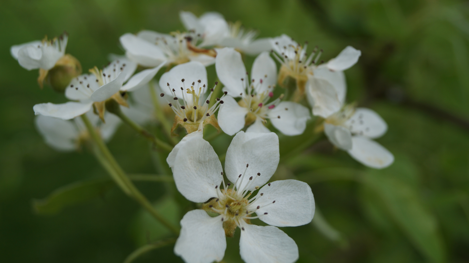 Weisse Blüten Foto & Bild pflanzen, pilze & flechten, blüten