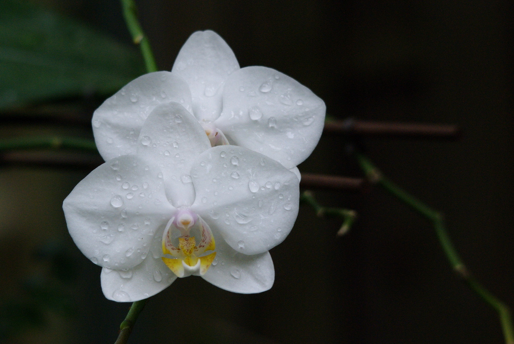 Weiße Blüten